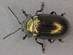 Image of Phratora vitellinae