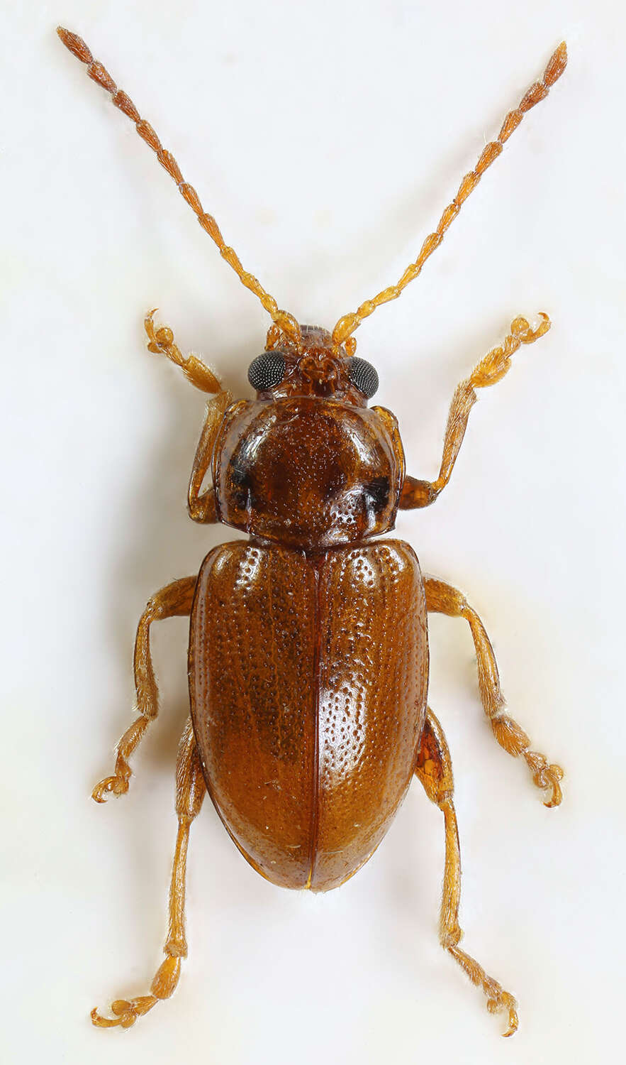 Sivun Neocrepidodera transversa kuva