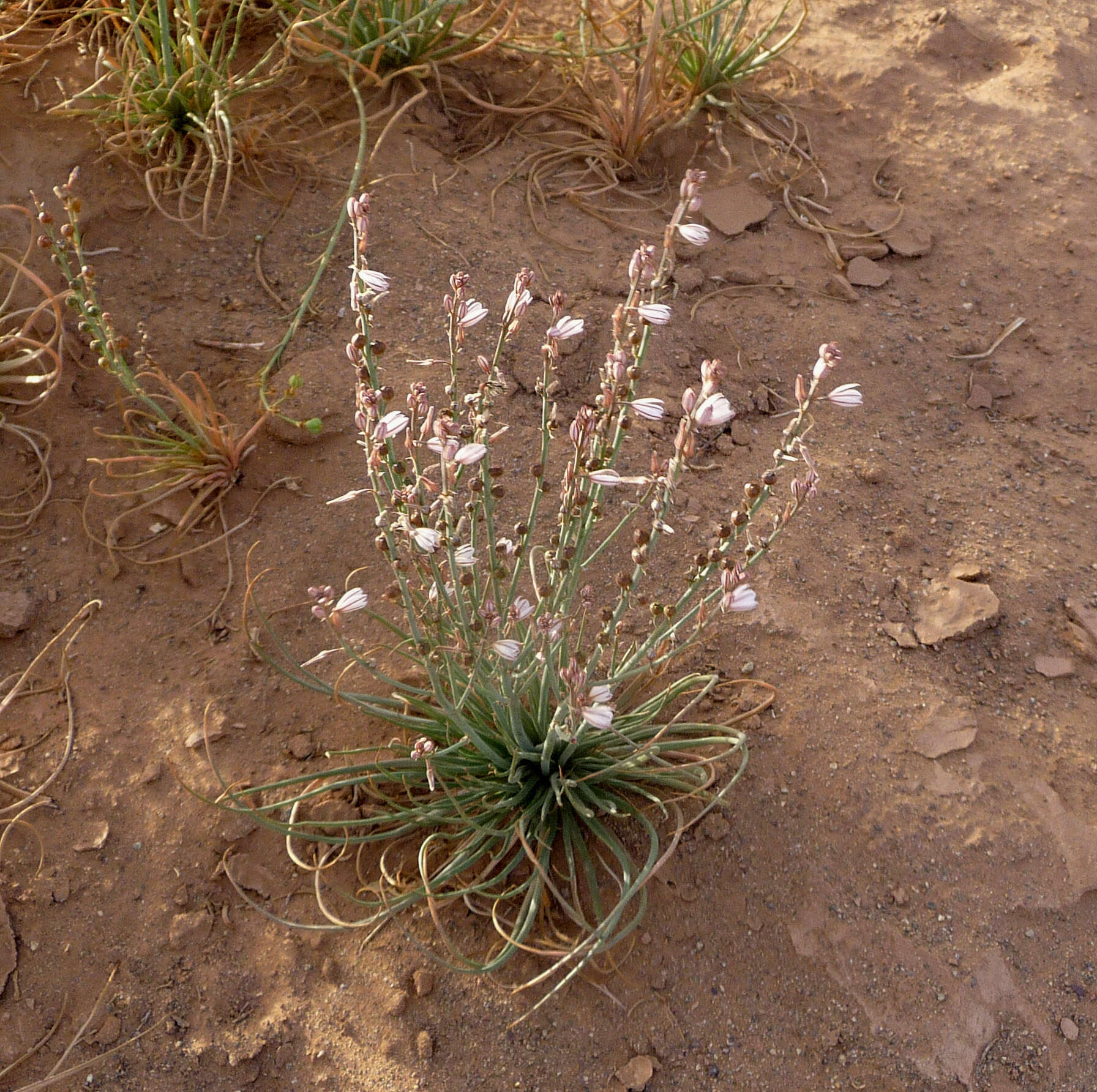 Image of onionweed