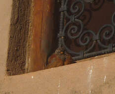 Image of House Bunting