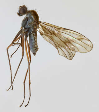 Image of Clinocera fontinalis (Haliday 1833)