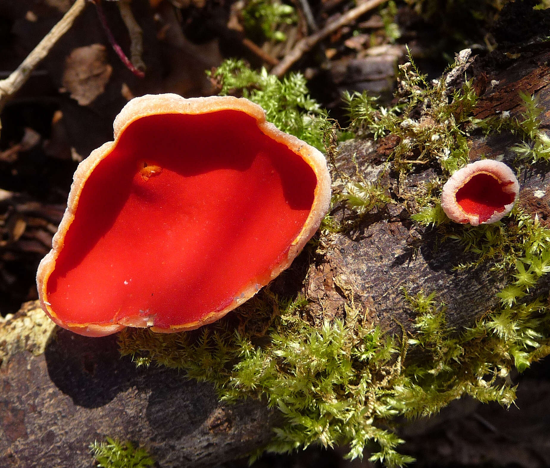 Image of Ruby elfcup