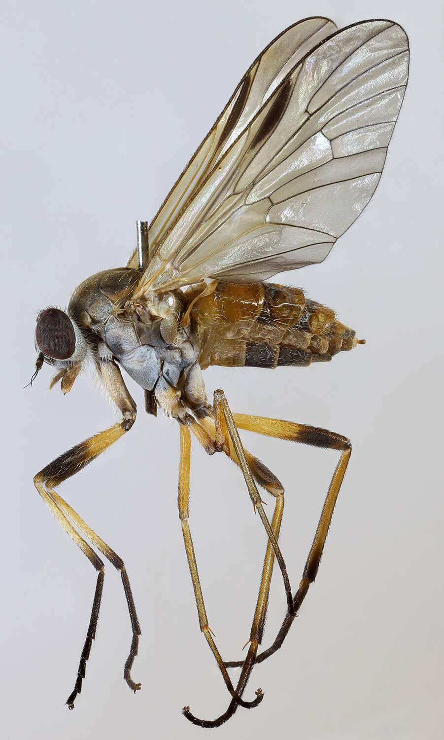 Image of Small Fleck-winged Snipe Fly