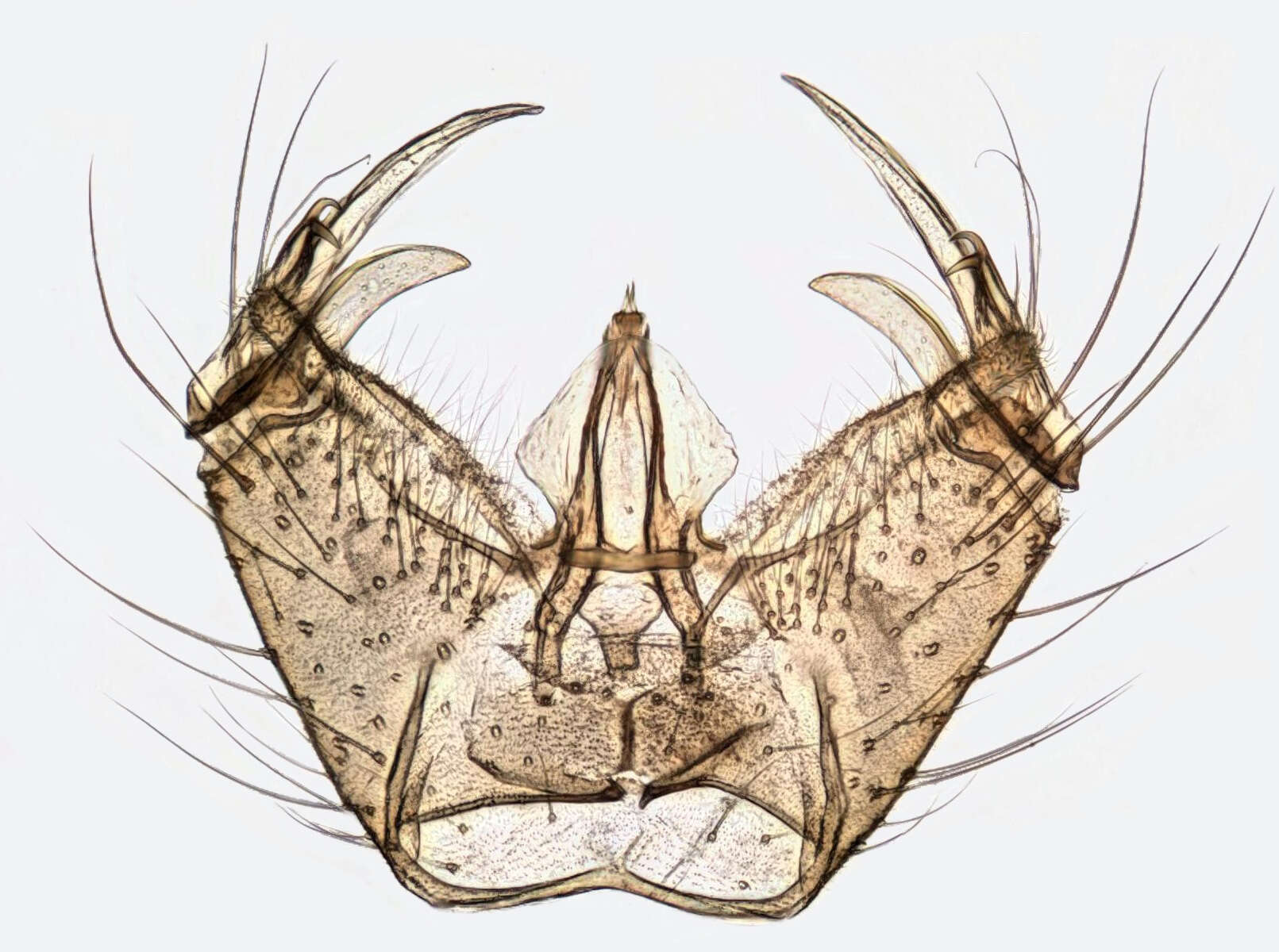 Image of Cheilotrichia (Empeda) cinerascens (Meigen 1804)