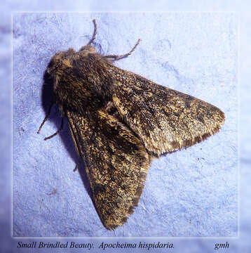 Image of small brindled beauty