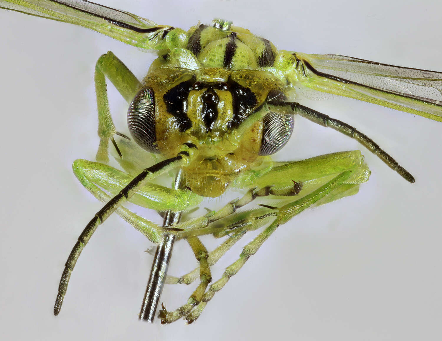 Image of <i>Rhogogaster punctulata</i>