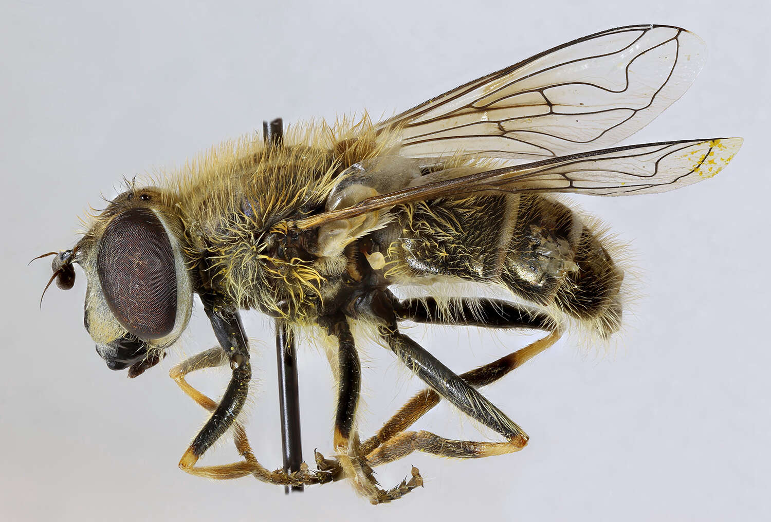 Imagem de <i>Eristalis abusiva</i>