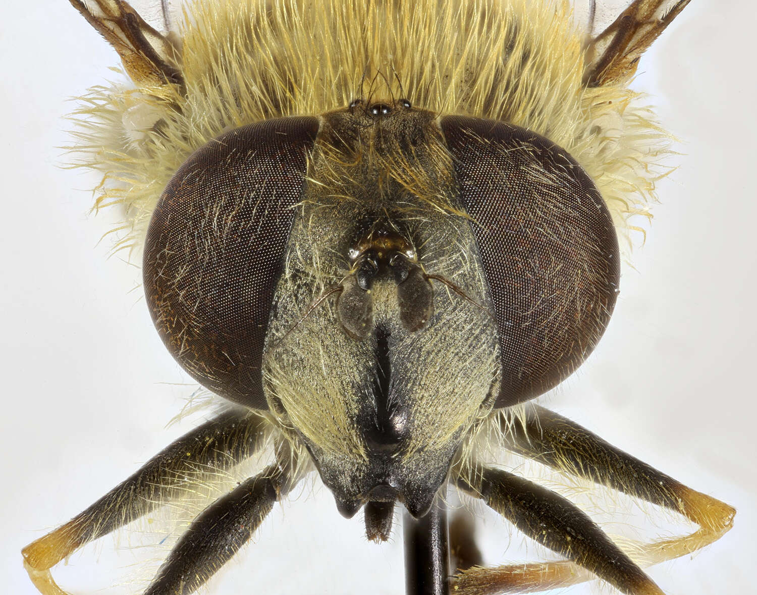 Imagem de <i>Eristalis abusiva</i>