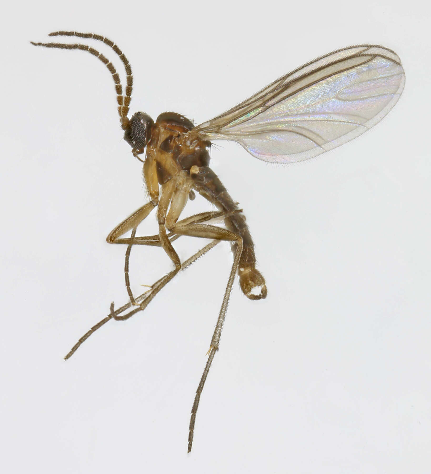 Image of Bradysia ocellaris