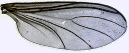 Image of Sciara hemerobioides (Scopoli 1763)