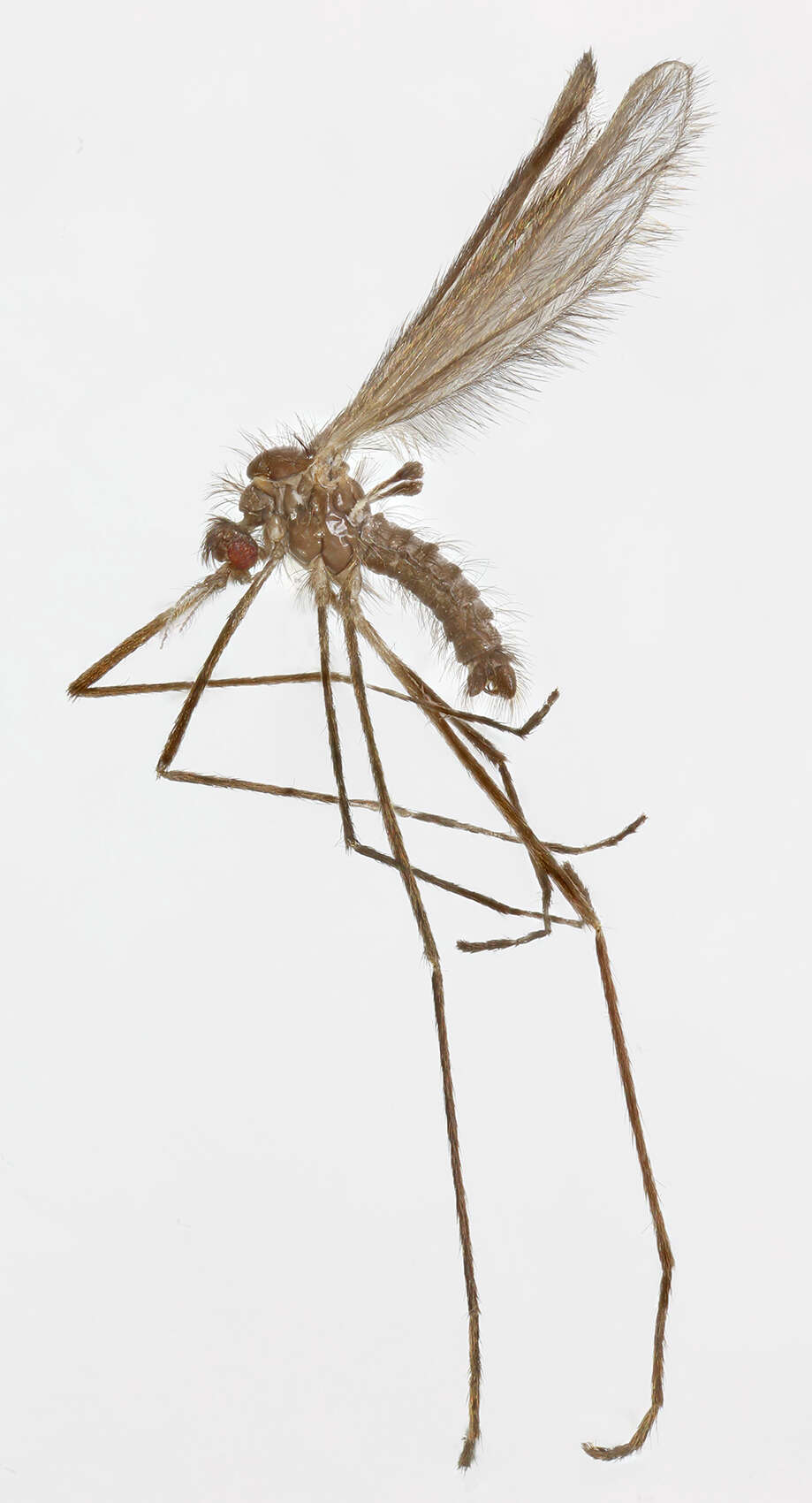 Tasiocera (Dasymolophilus) murina (Meigen 1818) resmi