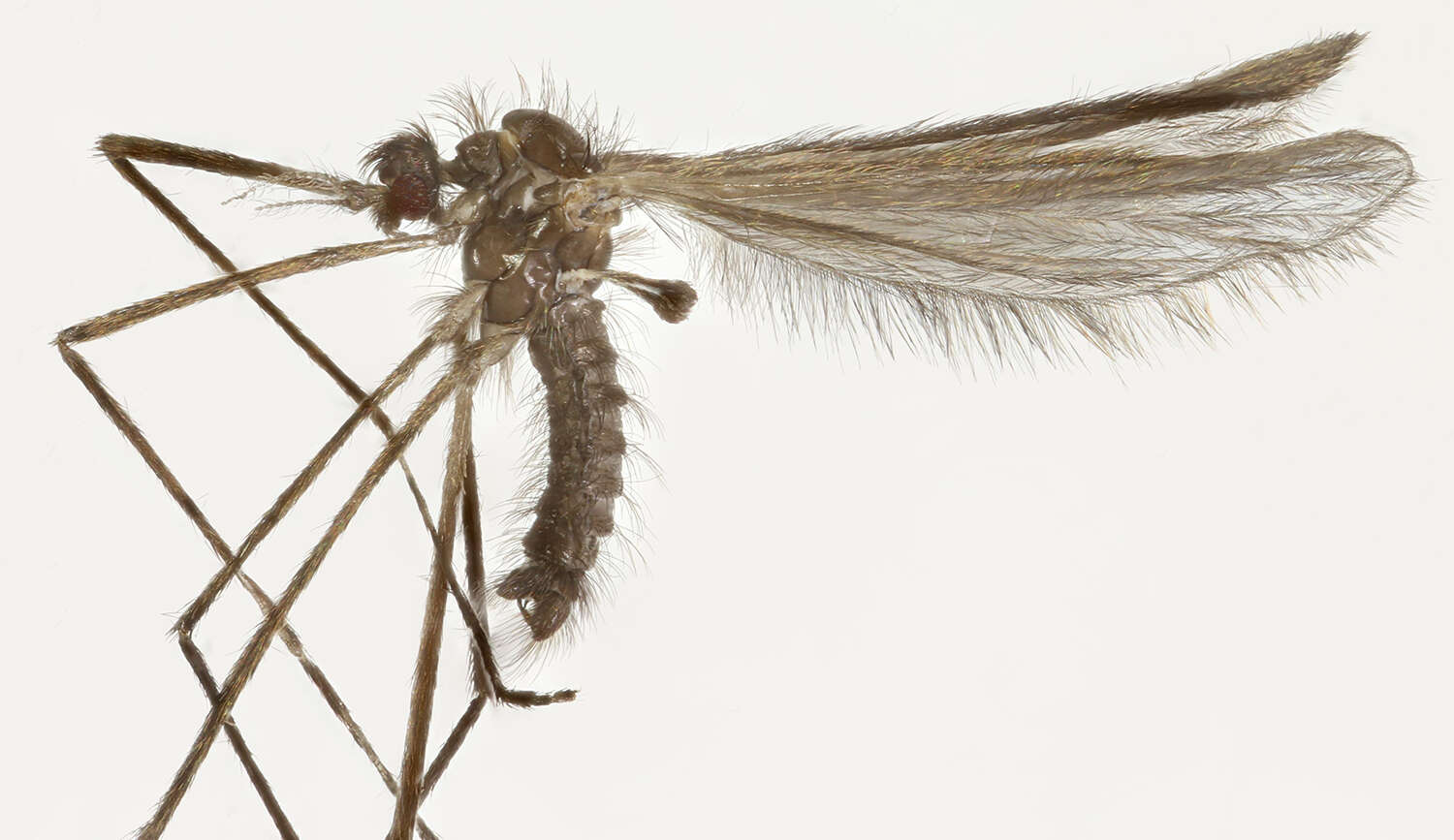 Tasiocera (Dasymolophilus) murina (Meigen 1818) resmi