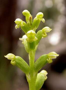 Image of Onion orchids