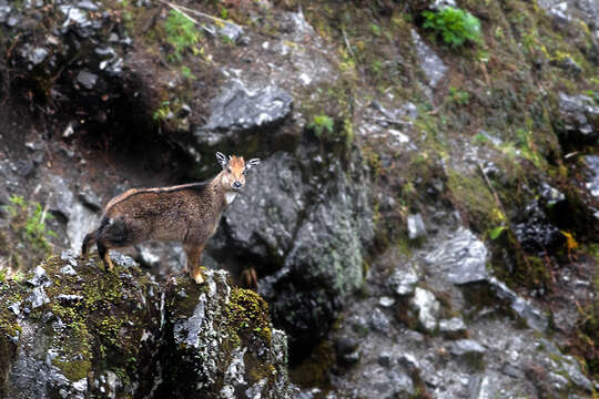 Image of Himalayan Goral