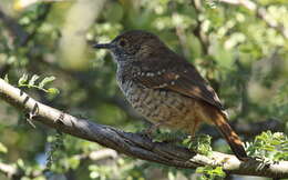 Image of Barred Wren-Warbler