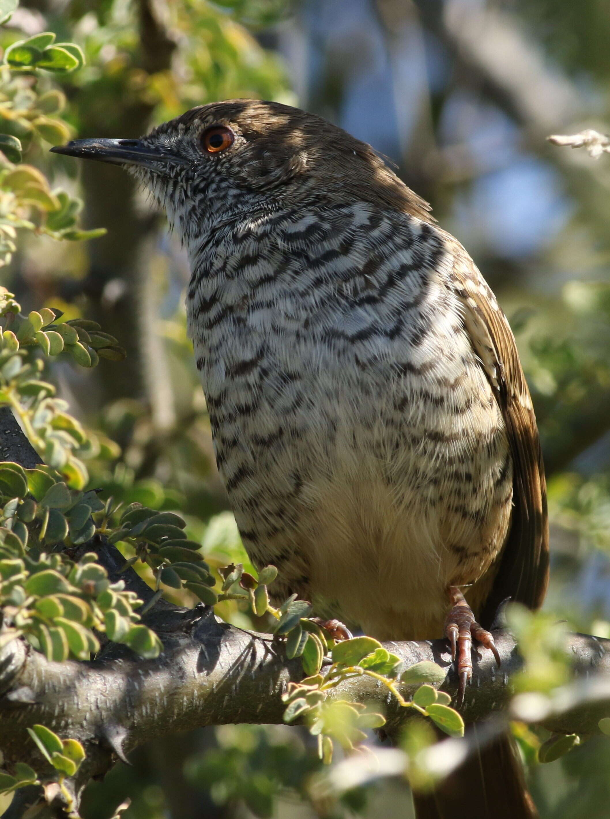 Image of Barred Wren-Warbler