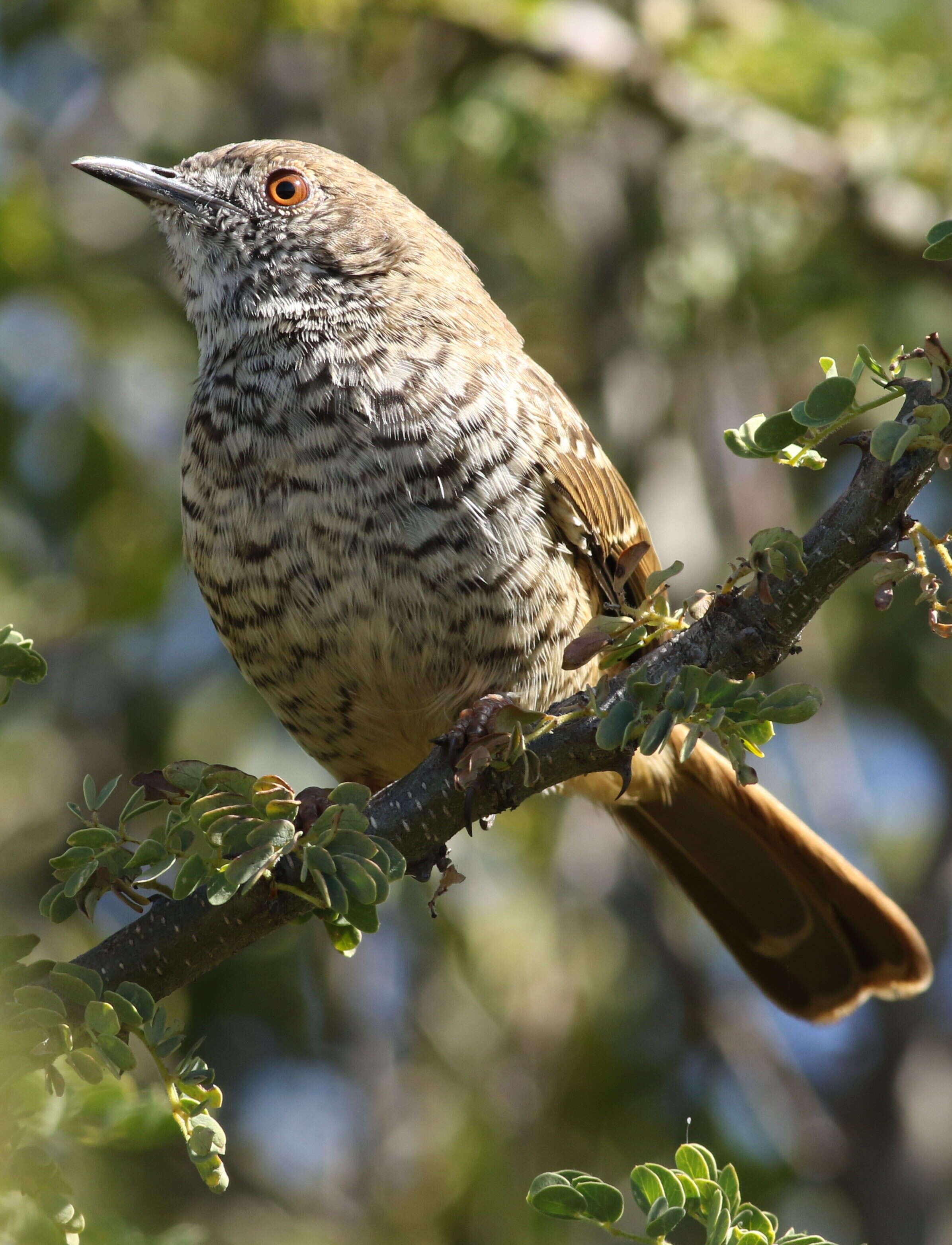 Image of Barred Wren-Warbler