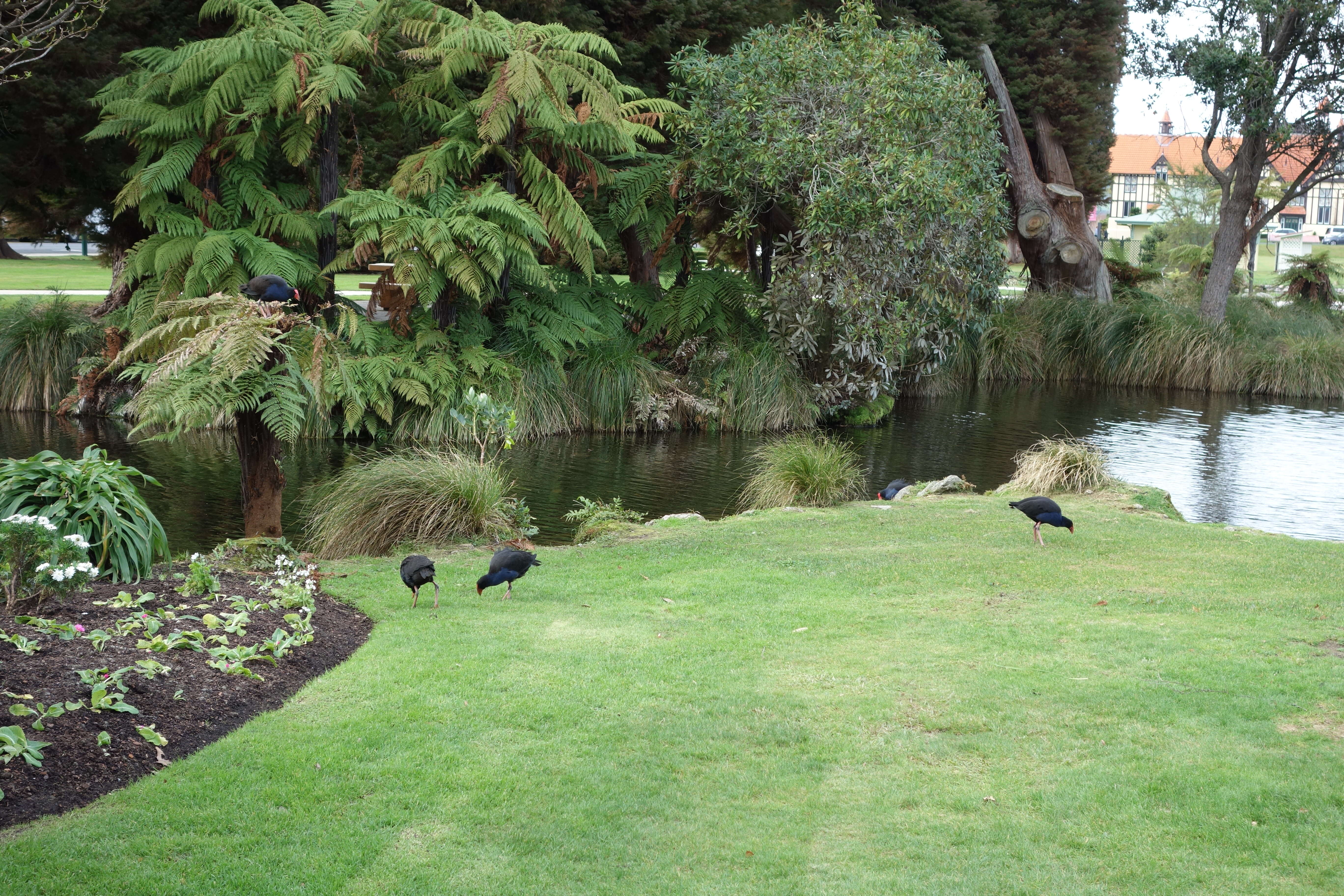 Image of Australasian Swamphen