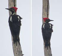 Image of Lineated Woodpecker