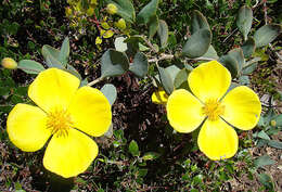 Image of tree poppy