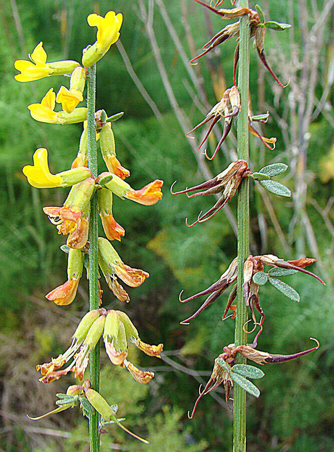 Image of Acmispon glaber