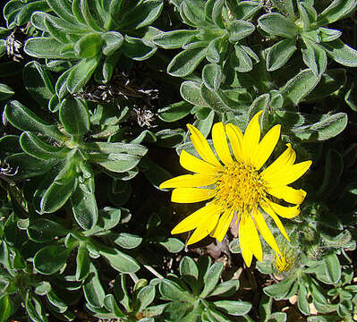 Image of sessileflower false goldenaster