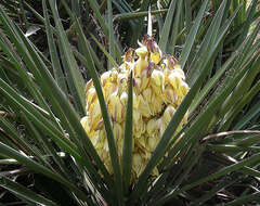 Image of Mojave yucca