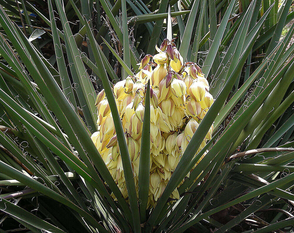 Image of Mojave yucca