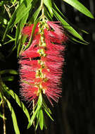 صورة Callistemon citrinus (Curtis) Skeels