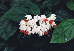 Image of bagflower