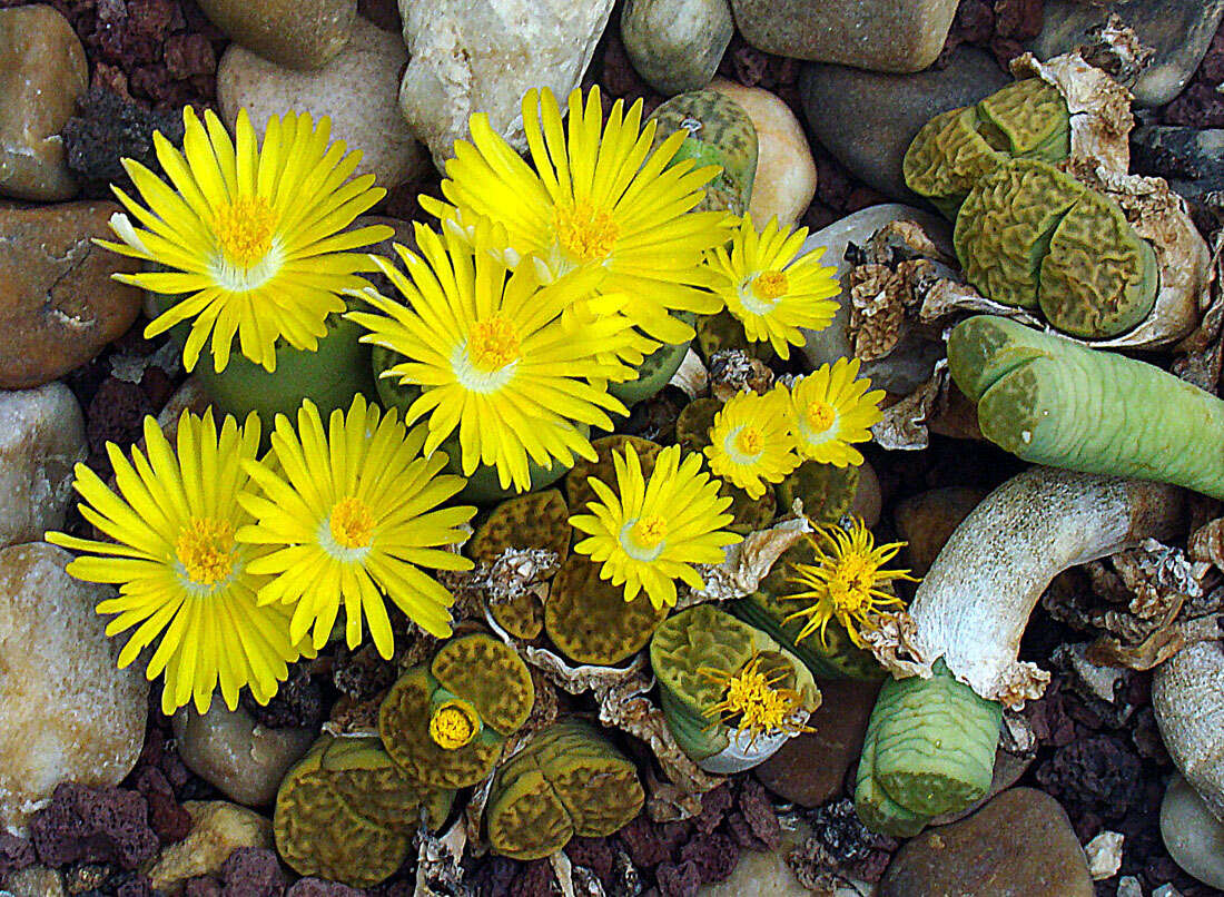 Imagem de Lithops bromfieldii L. Bol.