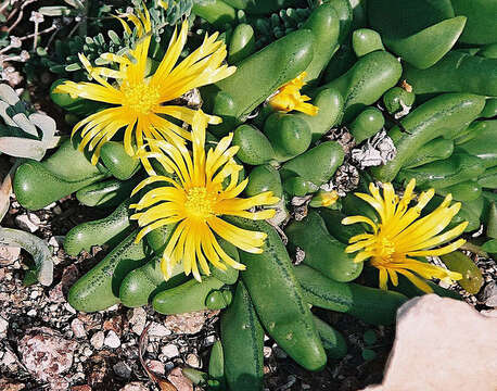 Image of Glottiphyllum nelii Schwant.