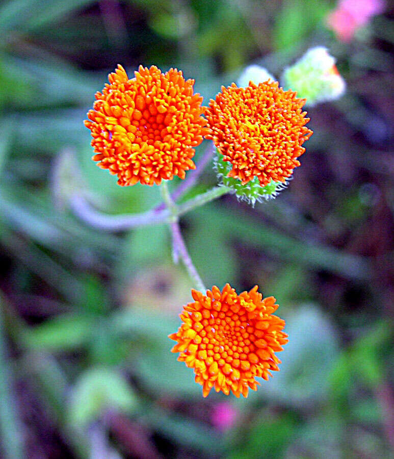 Image of Florida tasselflower