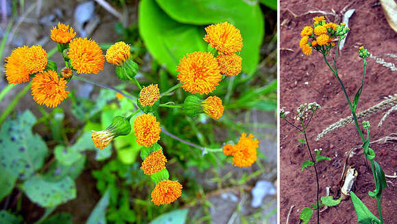 Image of Florida tasselflower