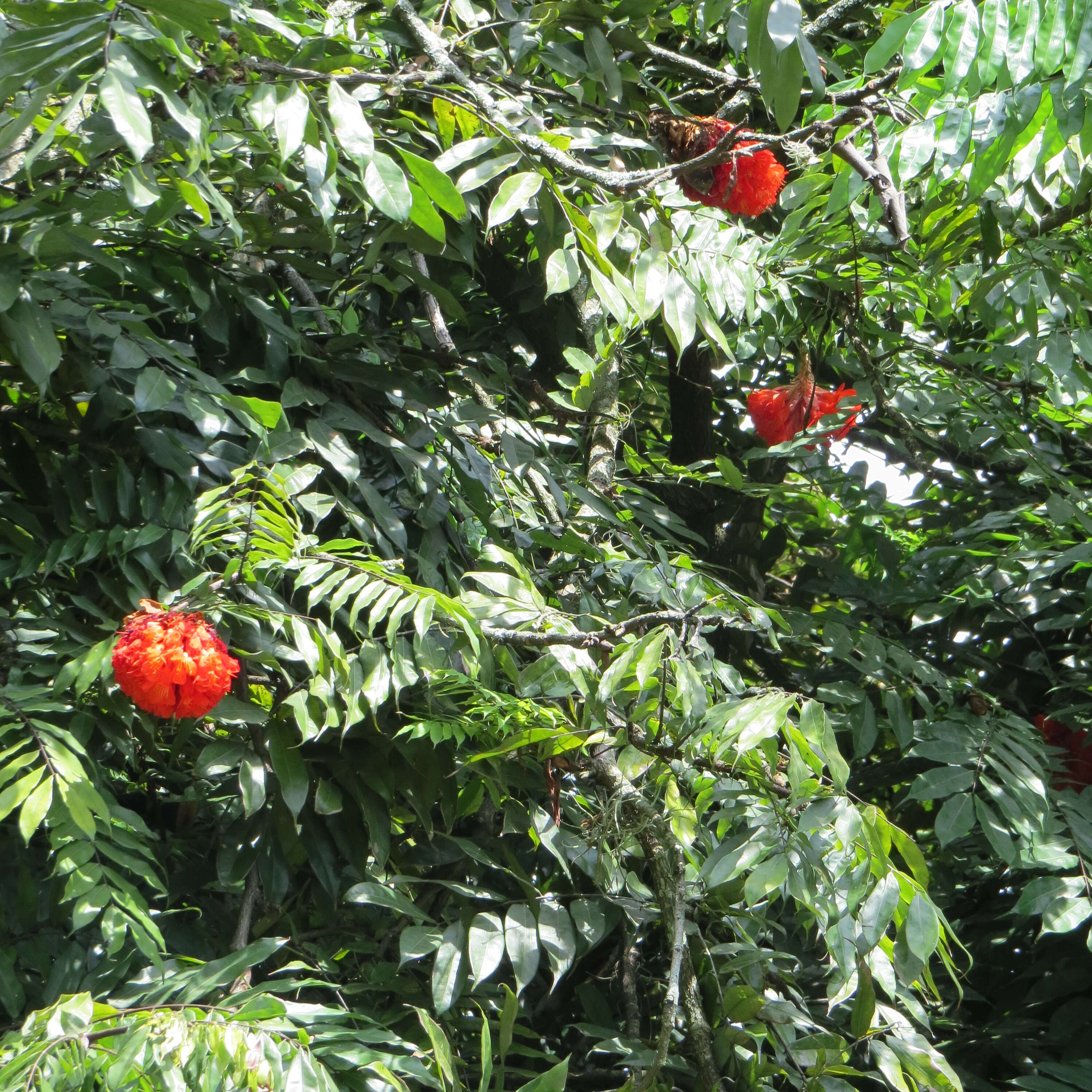 Image de Brownea grandiceps Jacq.