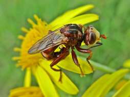 Image of Sicus ferrugineus (Linnaeus 1761)