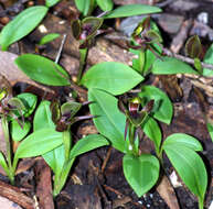 Image of Large bird orchid