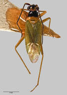 Image of Cyrtorhinus