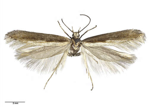 Image of Kiwaia contraria Philpott 1930