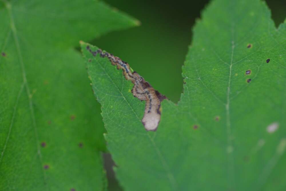 صورة Stigmella mespilicola (Frey 1856) Klimesch 1948