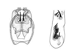 صورة Stigmella aeneofasciella (Herrich-Schäffer 1855) Gerasimov 1952