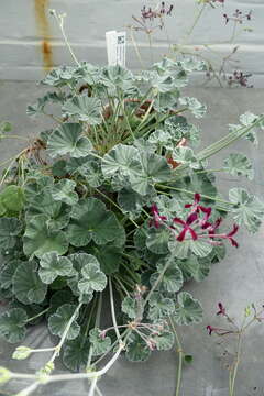 Image of Pelargonium sidoides DC.