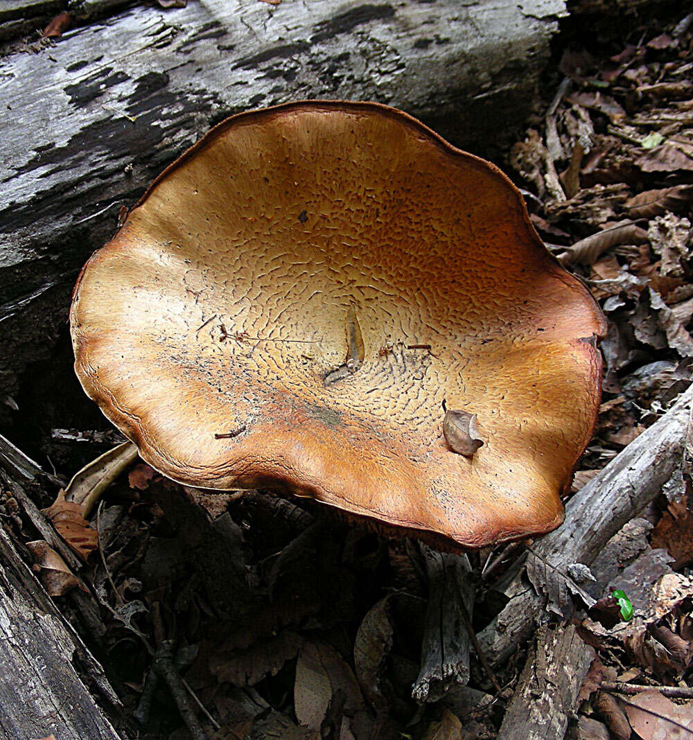 Cyclocybe aegerita (V. Brig.) Vizzini 2014 resmi