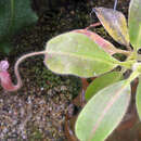 Imagem de Nepenthes glandulifera Chi. C. Lee