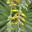 Dyckia maritima Baker resmi