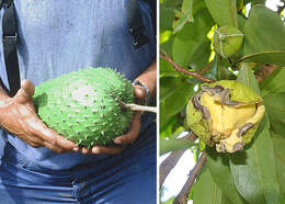 Image of soursop