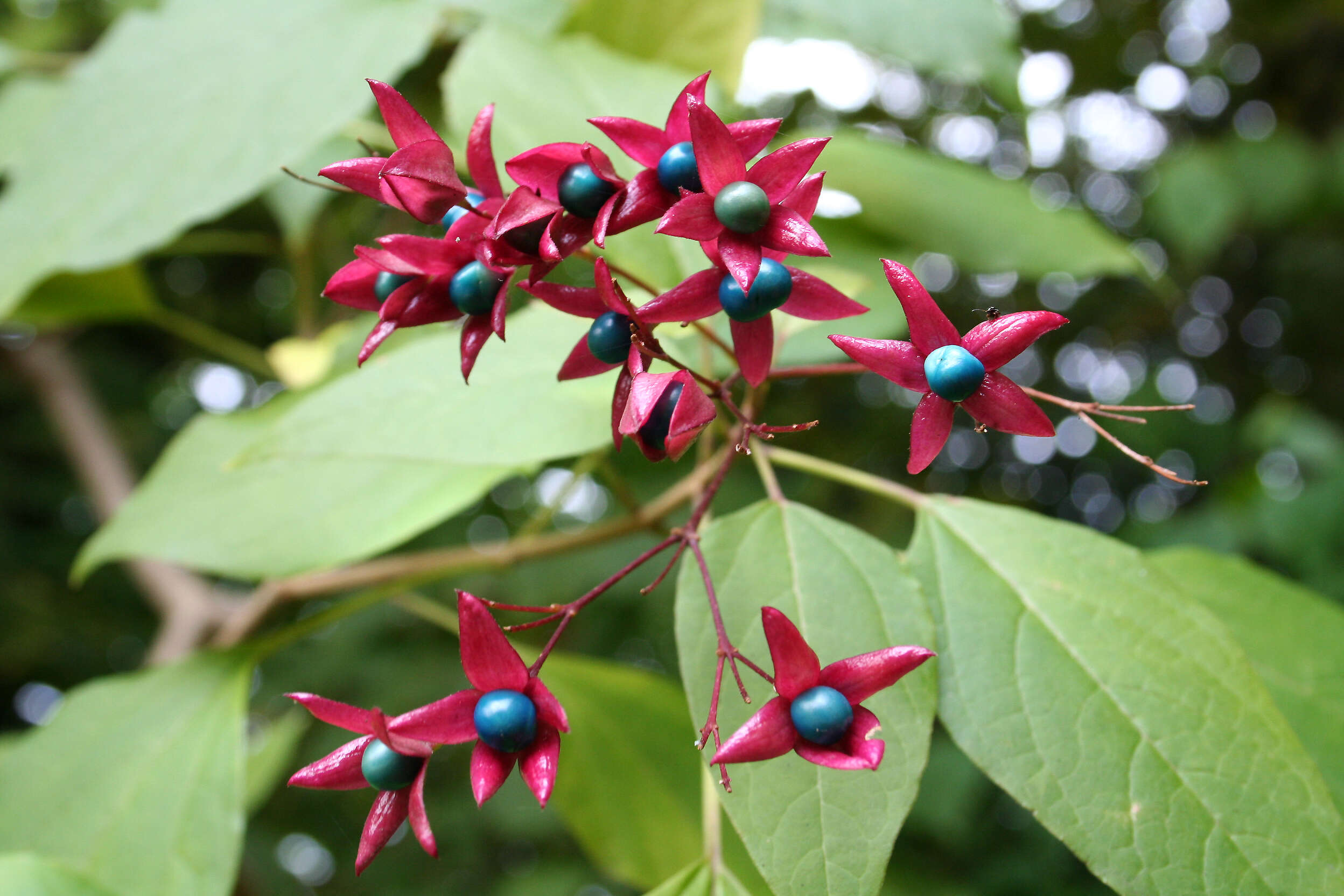 Imagem de Clerodendrum trichotomum Thunb.