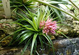 Image of Tillandsia geminiflora Brongn.