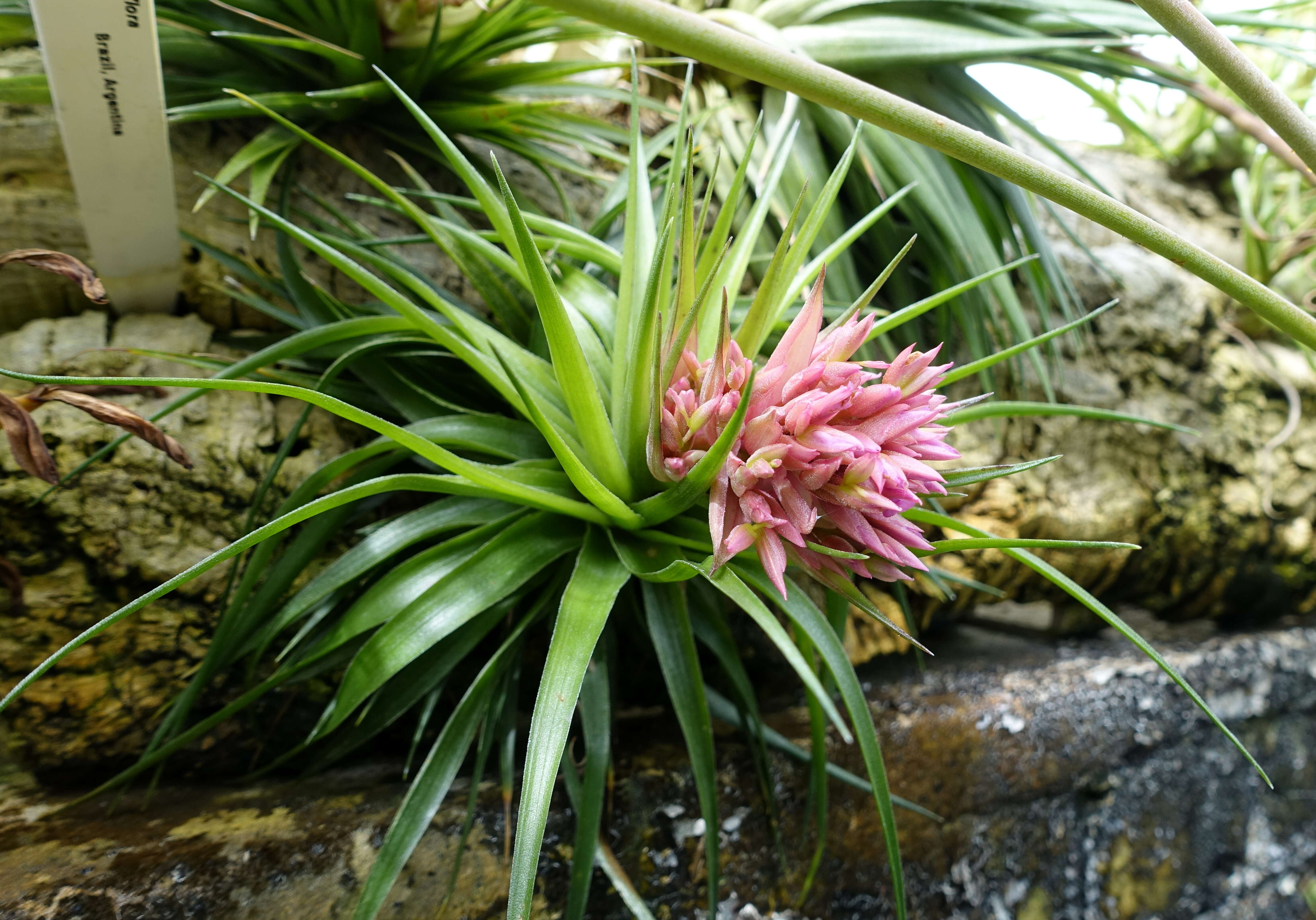 Image of Tillandsia geminiflora Brongn.