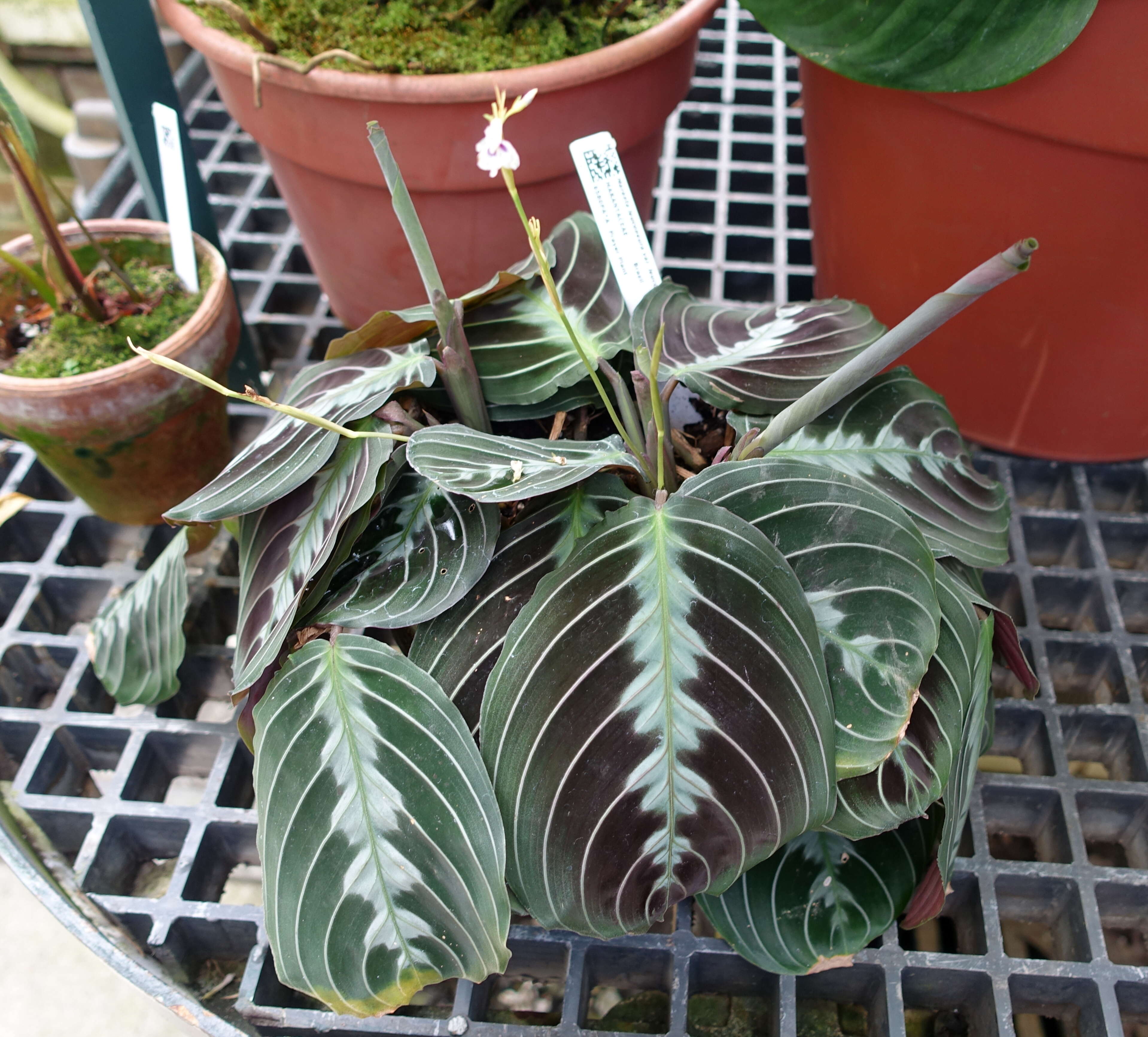 Image of prayerplant